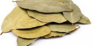 Dried Bay Leaves