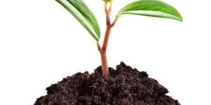 P - Rhizobium Bio Fertilizer