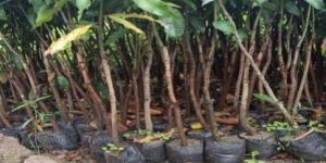 Himsagar Mango Plant