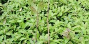 Hollock Sapling Plant