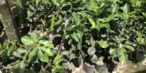 Jamun Plant