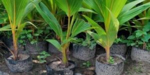 Kanchanpuri Coconut Plant