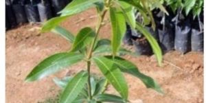 Kesar Thai Mango Plant