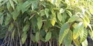 Mahogany Plant