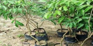 Seedless Litchi Plant