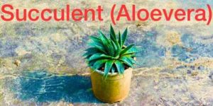 Succulent Plant