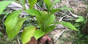 Teak Wood Plant