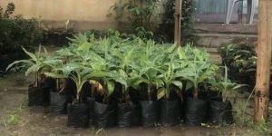 Tissue Culture Banana Plant