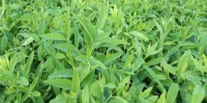 White Sandalwood Plant