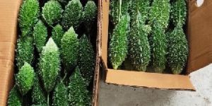 Fresh Bitter Gourd