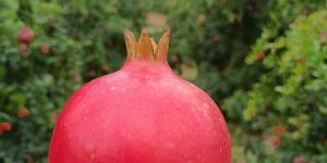 Pomegranates
