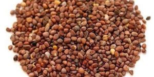 Radish Seeds