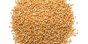 Yellow Mustard Seeds
