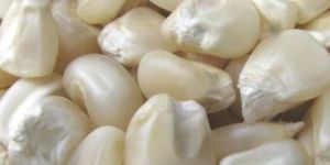 White Corn Seeds