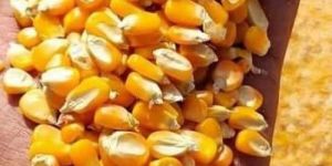 Yellow Corn Seeds