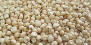 Sorghum Seeds
