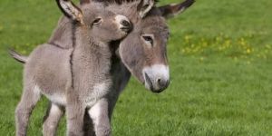 Donkey Breeding