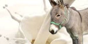 Donkey Milk