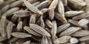 Organic Cumin Seed