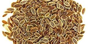 Organic Dill Seeds
