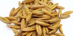 Oats Seeds