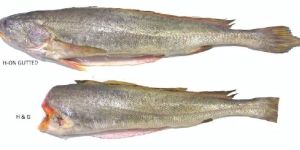 Corvina Fish (Kooth) HGT