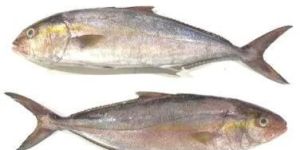 FROZEN AMBERJACK FILLET