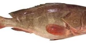 Frozen Grouper Fillet