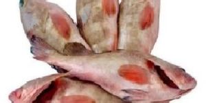 Frozen Grouper Finger