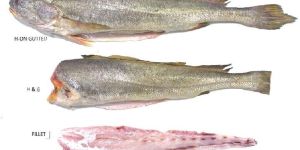 Frozen Kooth Corvina Fillet