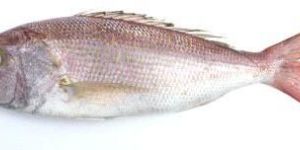 Frozen Snapper Fillet