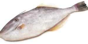 Frozen Unicorn Fish Fillet