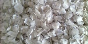 Dried Fish Scales