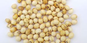 White Chirmiti Seeds