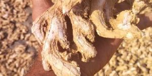 Dry Ginger