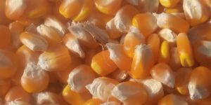 Yellow Maize