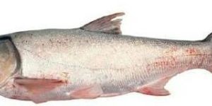 Silver Carp Fish
