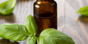 Sweet Basil Essential Oil