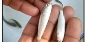 Grey Mullet Fish Seed