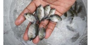 Pearl Spot Fish Seeds