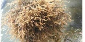 Seaweed Extract