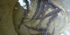 Sperata Aor Fish Seeds