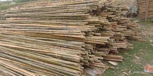 10 Feet Bijli Bamboo