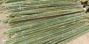 12 Feet Bijli Bamboo