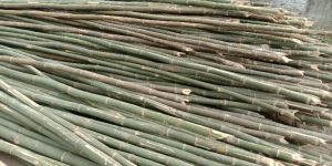 24 Feet Bullet Bamboo