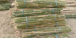 4 Feet Bijli Bamboo