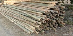 7 Feet Bijli Bamboo