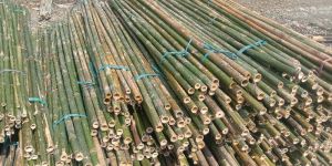 8 Feet Bijli Bamboo