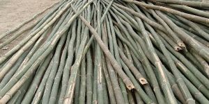 Nursery Bamboo Poles