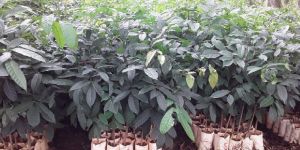 Mahogany Plants